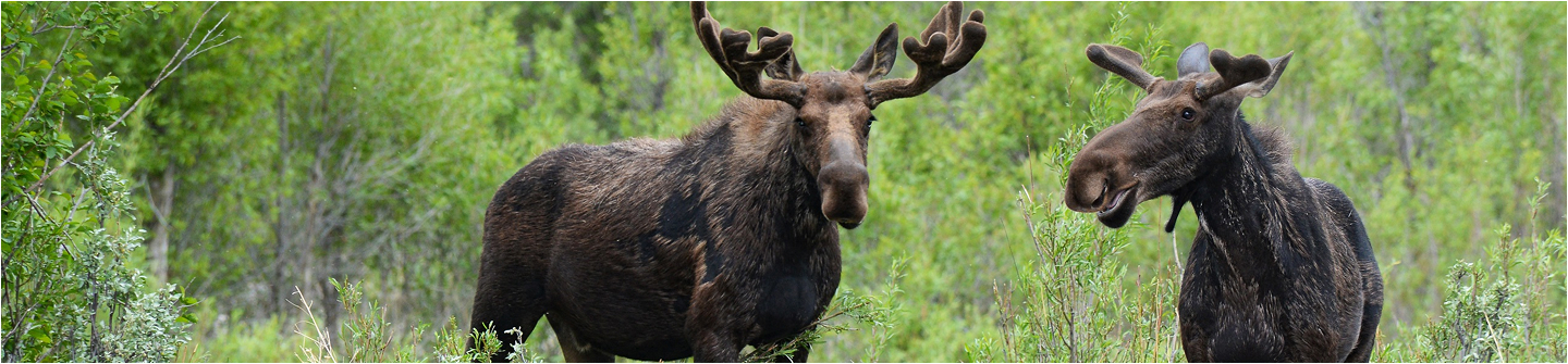 moose in the woods