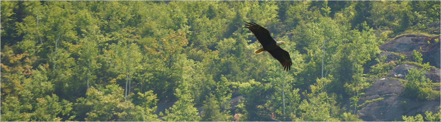 eagle flying above the trees